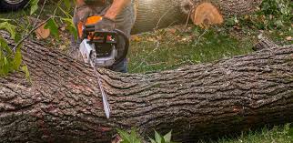 Best Fruit Tree Pruning  in Glendale, CO