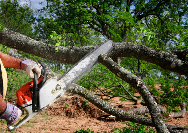 Best Soil Testing and Treatment  in Glendale, CO